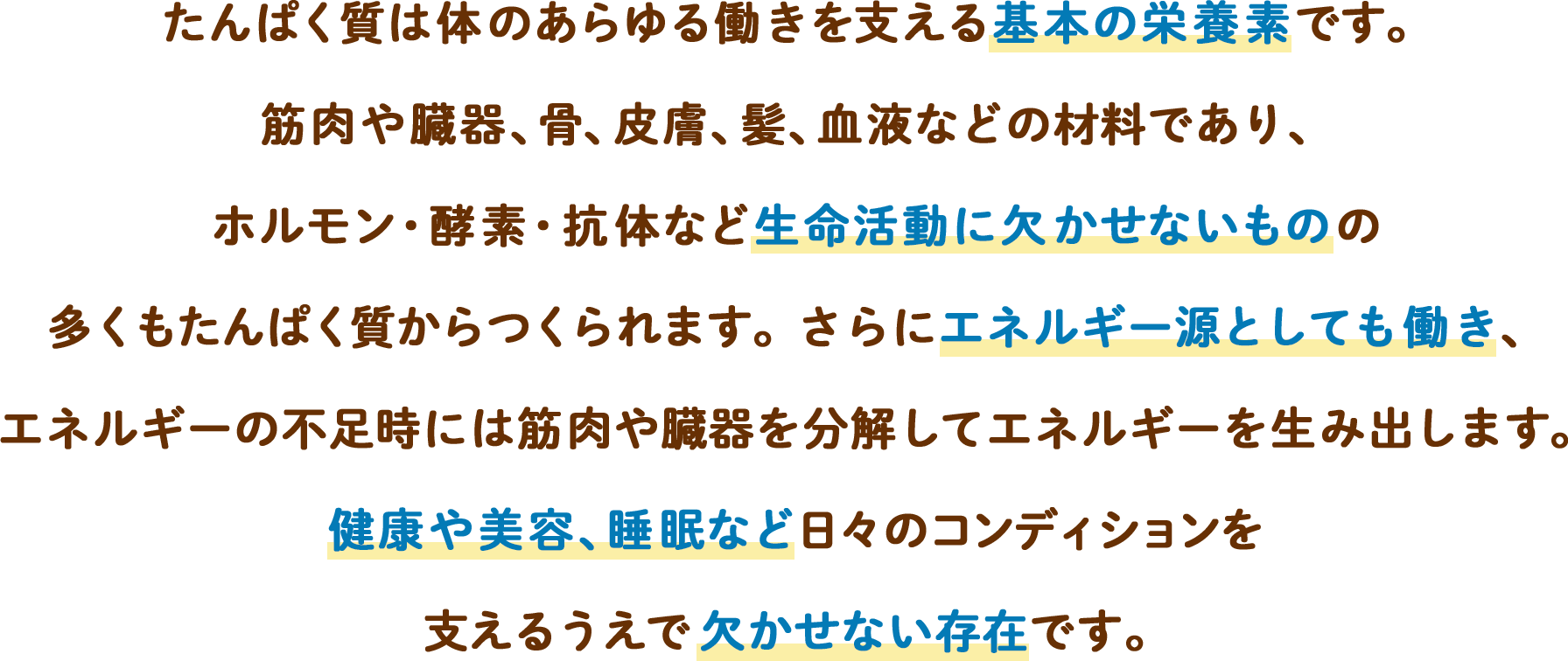たんぱく質は体のあらゆる働きを支える基本の栄養素です。筋肉や臓器、骨、皮膚、髪、血液などの材料であり、ホルモン・酵素・抗体など生命活動に欠かせないものの多くもたんぱく質からつくられます。さらにエネルギー源としても働き、エネルギーの不足時には筋肉や臓器を分解してエネルギーを生み出します。健康や美容、睡眠など日々のコンディションを支えるうえで欠かせない存在です。